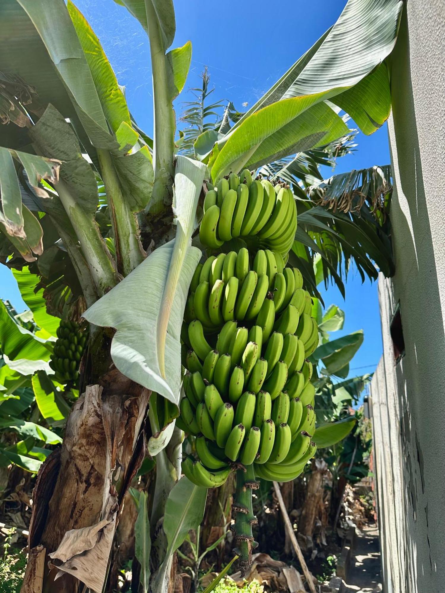 Oasis Suites - Funchal Kültér fotó